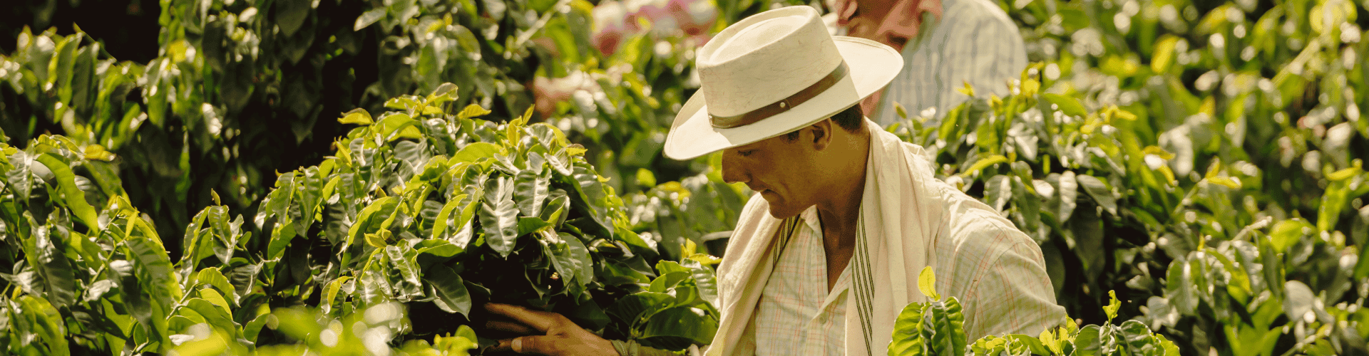 breadcrumb background